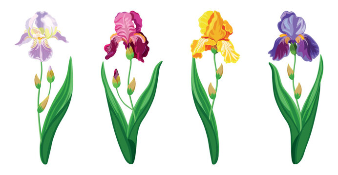 Set of beautiful colorful iris flowers in cartoon style. Vector illustration of spring and summer flowers in large and small sizes with closed and open buds on white background.