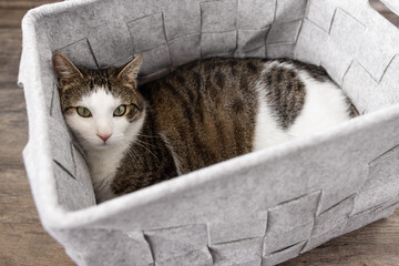 Cute fat domestic cat sleeps in cozy gray felt storage basket, fall or winter time. Top view,...