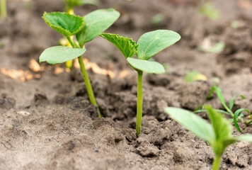 Young shoot of a green plant in the ground under the sun close up