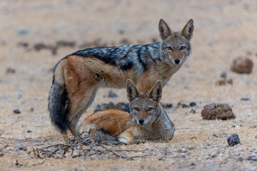 Black-backed jackal (Lupulella mesomelas) hanging around in Mashatu Game Reserve in the Tuli Block in Botswana
