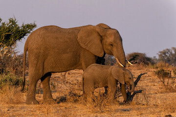 Fototapeta premium Elephants in Mashatu Game Reserve in the Tuli Block in Botswana. Mother and baby eating in the last warm light of the day.