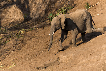 Elephant going for a drink  in a dry riverbed in Mashatu Game Reserve in the Tuli Block in Botswana