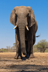 Fototapeta premium Elephant in Mashatu Game Reserve in the Tuli Block in Botswana. Big male carefully visiting a waterhole.