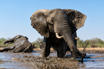 Fototapeta premium Elephants drinking ans taking a bath in a waterhole in Mashatu Game Reserve in the Tuli Block in Botswana.