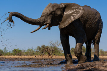 Elephants drinking ans taking a bath in a waterhole in Mashatu Game Reserve in the Tuli Block in Botswana.