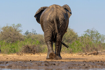 Elephant in Mashatu Game Reserve in the Tuli Block in Botswana. Big bull walking away after visiting a waterhole.