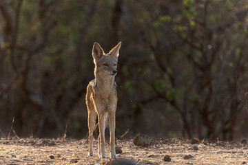 Black-backed jackal (Lupulella mesomelas) looking for food and a drink at a waterhole in a Game Reserve in the Tuli Block in Botswana