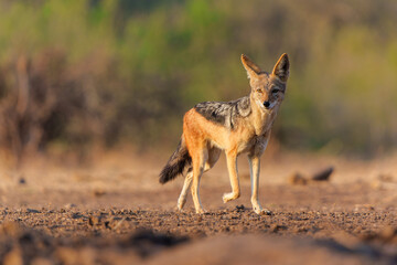Black-backed jackal (Lupulella mesomelas) looking for food and a drink at a waterhole in a Game Reserve in the Tuli Block in Botswana - obrazy, fototapety, plakaty