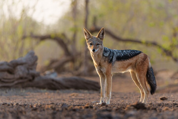 Black-backed jackal (Lupulella mesomelas) looking for food and a drink at a waterhole in a Game Reserve in the Tuli Block in Botswana