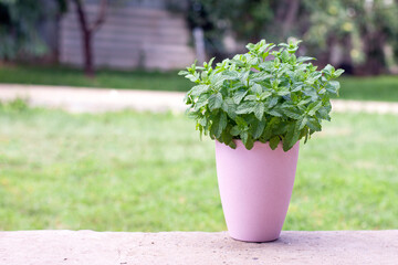 bush of mint in a pink pot on the background of the lawn
