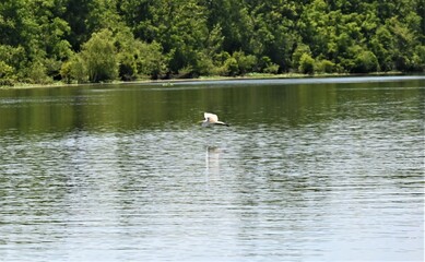 Naklejka na ściany i meble Elegant egret of the Louisiana everglade swamps