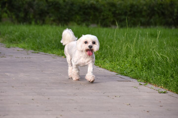 Joyful Maltese dog runs along the path in the park against the background of green grass