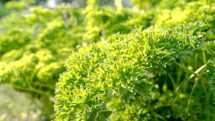 Fototapeta na wymiar cultivation of yellow lettuce. Green lettuce grows in the garden on a Sunny summer day, copying the space. Natural food background, close-up