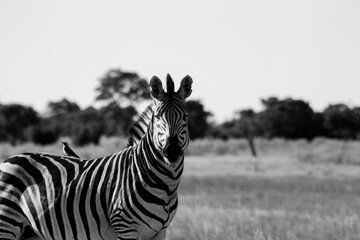 Black and white close-up of Botswana's national animal, the zebra