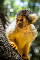 a monkey sitting on a branch looking at people