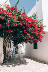 Fototapeta na wymiar Bougainvillea flowers tree in Greece near traditional Cycladic houses