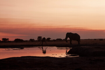 Fototapeta na wymiar Beautiful sunset with giraffe and elephant drinking water in Nxai Pan National Park, Botswana
