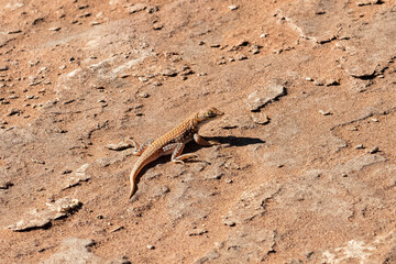 shovel-snouted lizard, Meroles anchietae, orange lizard in the sand in Namibia
