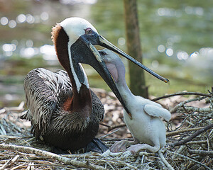 Brown Pelican Photo. and Image.  Brown pelican feeding the baby in its long beak, displaying body, head, beak, eye, plumage in their environment and habitat surrounding.