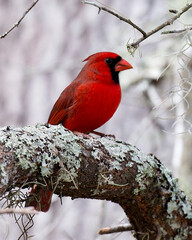 Cardinal Photo and Image. Male perched on a branch displaying beautiful red feather plumage, body, head, eye, beak while enjoying its habitat surrounding and environment.