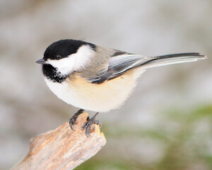 Chickadee Photo and Image.  Perched on a branch with a blur background habitat surrounding and environment displaying feather plumage, body, head, eye, beak, plumage.