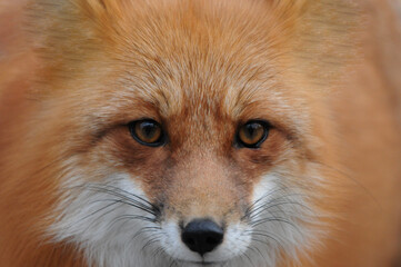 Red Fox Stock Photo and Image. Fox Picture.  Looking at camera, displaying eyes, nose, mouth, whiskers. Head shot.