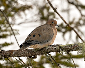 Mourning Dove. Close-up profile view perched with puffy feather plumage and a blur background in its environment and habitat. Dove Stock Photo.