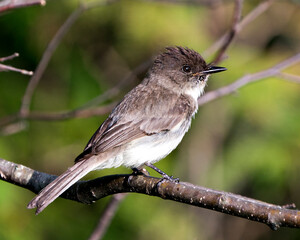 Northern Rough-winged Swallow photo stock. Image. Picture. Portrait.