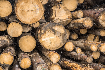 Pile of wood forming a wall. Ecology and deforestation problems in slovak old nature.