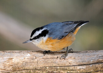 Nuthatch Red-breasted Photo and Image.  Perched on a branch with blur background in its environment and habitat surrounding.