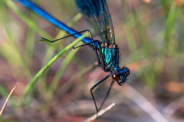 Close-up of beautiful flying insect with green grass in background.