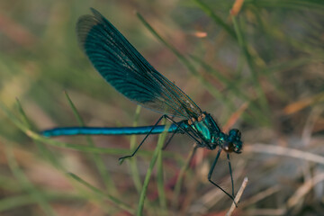 Close-up of beautiful flying insect with green grass in background.
