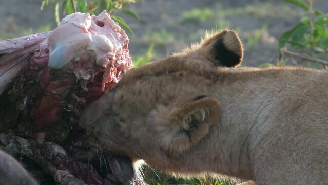 Close-up of the mouth of a predator eating its prey. The lion eats buffalo meat. Lucky lioness rips with fangs and paws with claws the meat of a killed animal in the wild nature of the African savanna