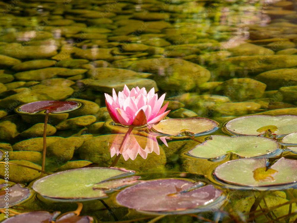 Wall mural lilies in the pond. blooming lilies on the water.