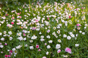 Obraz na płótnie Canvas Close-up of beautiful blooming white and pink meadow flowers in sunny summer day.