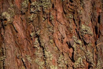 Pine bark with moss growing on it background