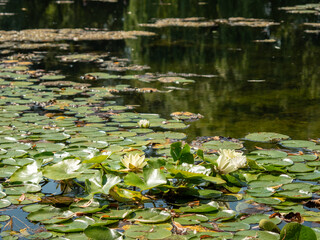 Lilies in the pond. Blooming lilies on the water.