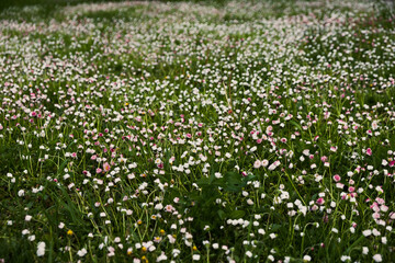 Close-up of beautiful blooming white and pink meadow flowers in sunny summer day.