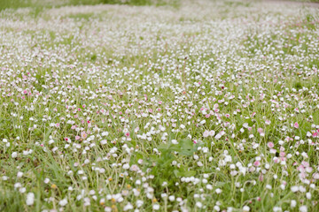 Close-up of beautiful blooming white and pink meadow flowers in sunny summer day.