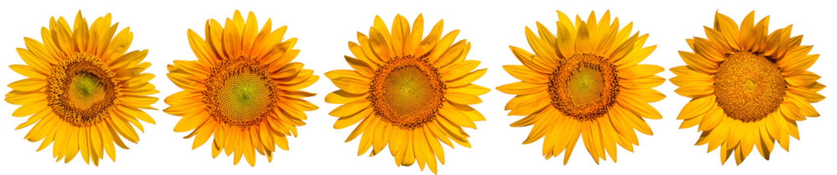 Collection, sunflower flowers on a white background.