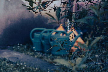 Close-up of plastic watering cans and leaf rakes at concrete wall with blurred blooming white...