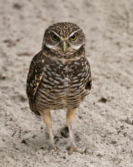 Owl Florida Burrowing Photo. Portrait. Image. Picture.  Sand background.