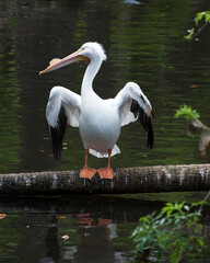 Pelican Photo and Image. Close-up profile view standing on a log with spread wings in its habitat surrounding and environment displaying white feather plumage, body, wings, eyes, head, long beak.