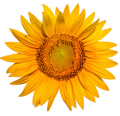 Bright yellow sunflower flower on a white background.