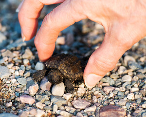 Turtle Photo and Image. Snapping baby turtle in its growing phase on a human hand. with blur background.