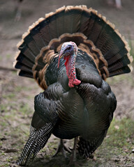 Wild turkey bird stock photos.  Wild turkey bird profile view.