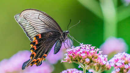 Papilio polytes (common Mormon) on flower