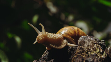 grape snail sits on a stump