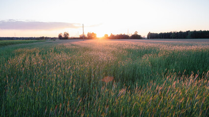 Fototapeta premium Picturesque view of growing field of rye in sunset with blue sky in background. Summer evening.