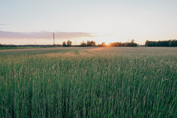 Picturesque view of growing field of rye in sunset with blue sky in background. Summer evening.